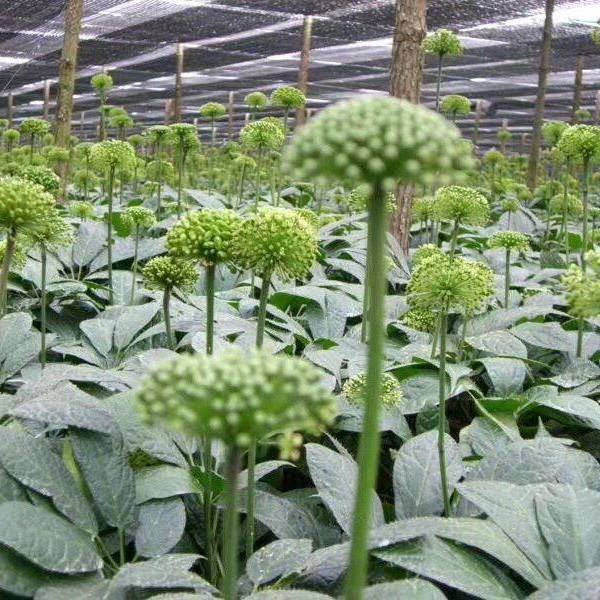 Vườn hoa tam thất bắc Sapa