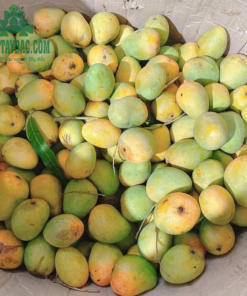 Xoài có hình tròn, ngọt thơm đặc trưng