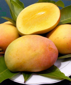 Xoài tròn Yên Châu (1kg)