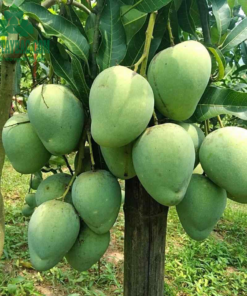 Xoài được thu hái tại vườn huyện Yên Châu, Sơn La