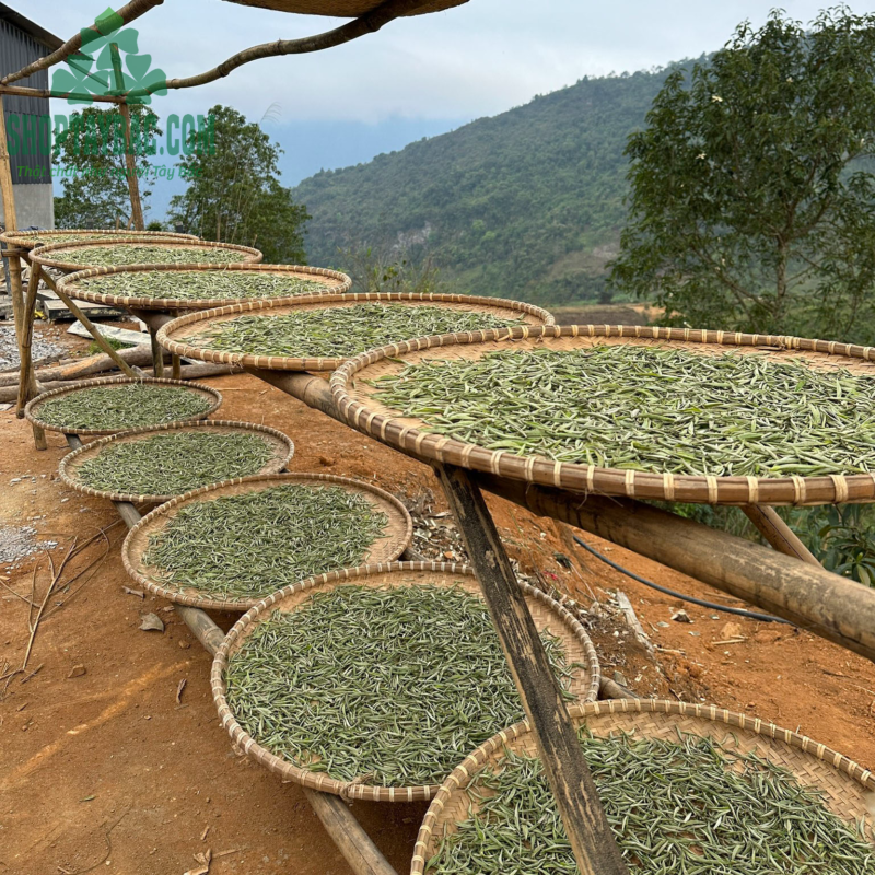 Bạch Trà Shan Tuyết (100gr)