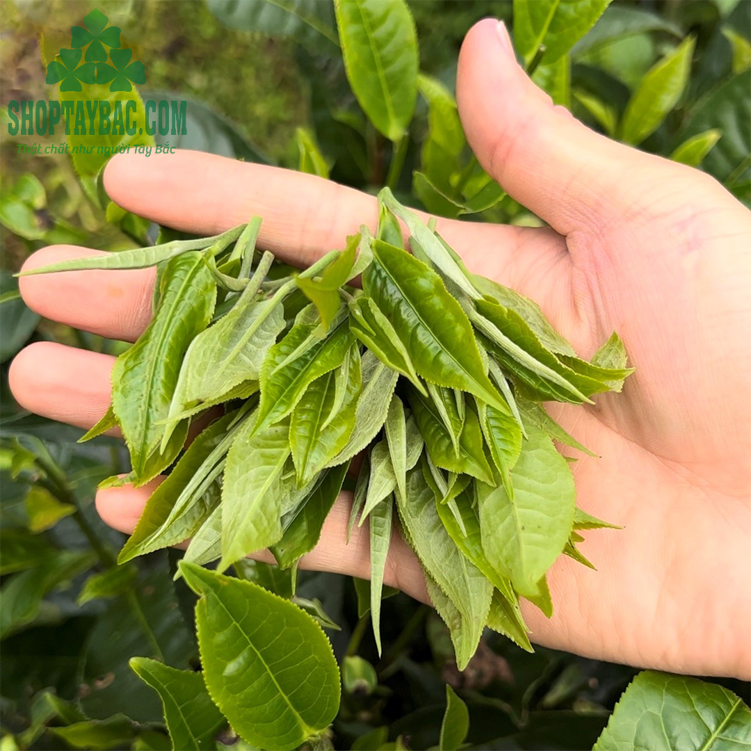 Búp trà được thu hái thủ công đảm bảo chất lượng