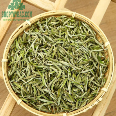 Búp trà được thu hái thủ công từ cây trà cổ thụ hàng trăm tuổi