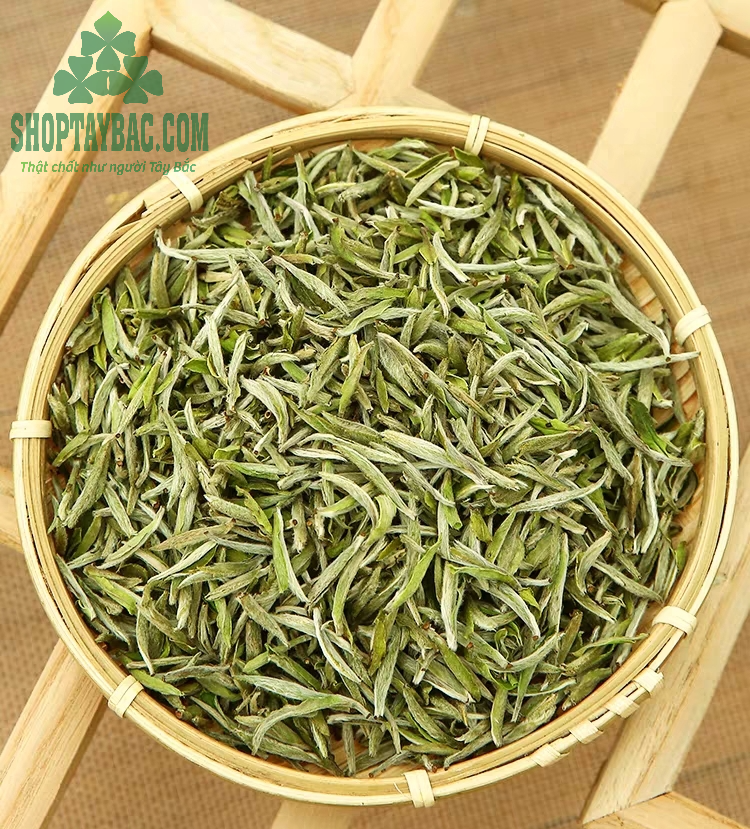 Búp trà được thu hái thủ công từ cây trà cổ thụ hàng trăm tuổi
