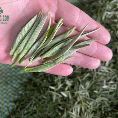 Búp trà shan tuyết cổ thụ