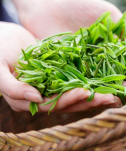 Búp trà shan tuyết được thu hoạch