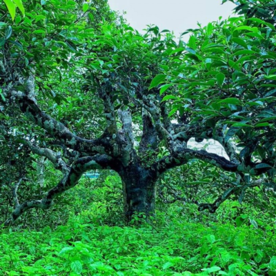 Cây trà cổ thụ hơn 300 tuổi tại Suối Giàng