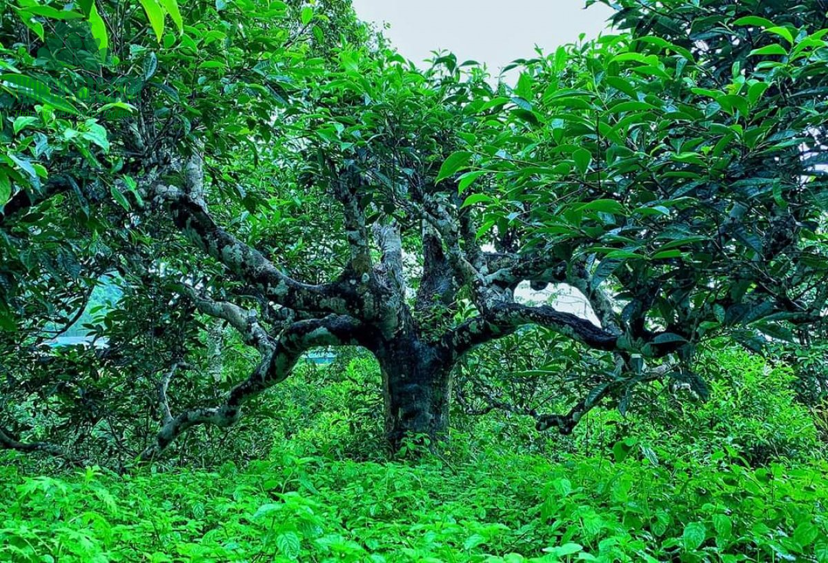 Cây trà cổ thụ hơn 300 tuổi tại Suối Giàng
