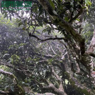 Cây trà shan tuyết cổ thụ
