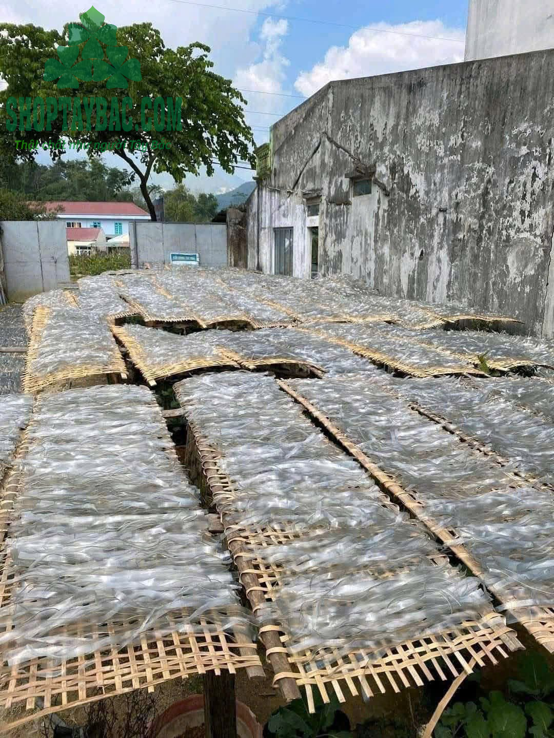 Chế biến thủ công miến dong sợi to