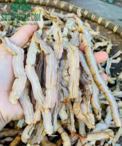 Củ ba kích tím Tây Bắc