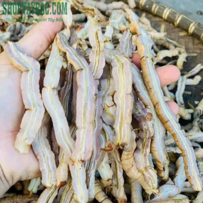 Củ ba kích tím Tây Bắc