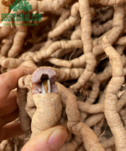 Củ ba kích tím tươi loại 1