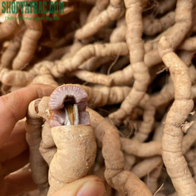 Củ ba kích tím tươi loại 1