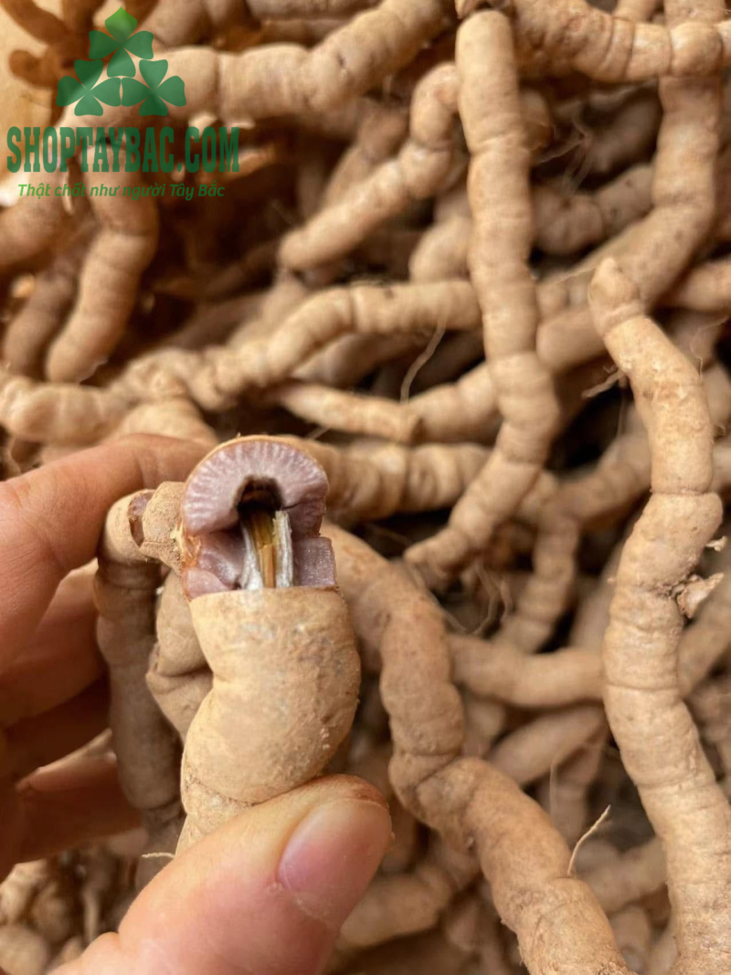 Rượu Ba Kích Tím Tây Bắc (1 lít)