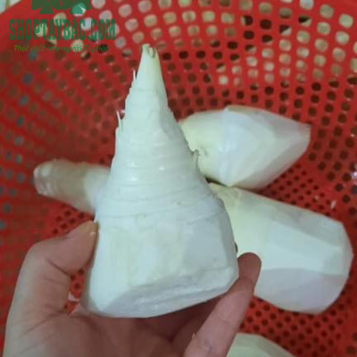 Củ măng lưỡi lợn tươi