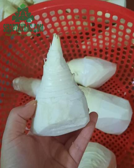 Củ măng lưỡi lợn tươi