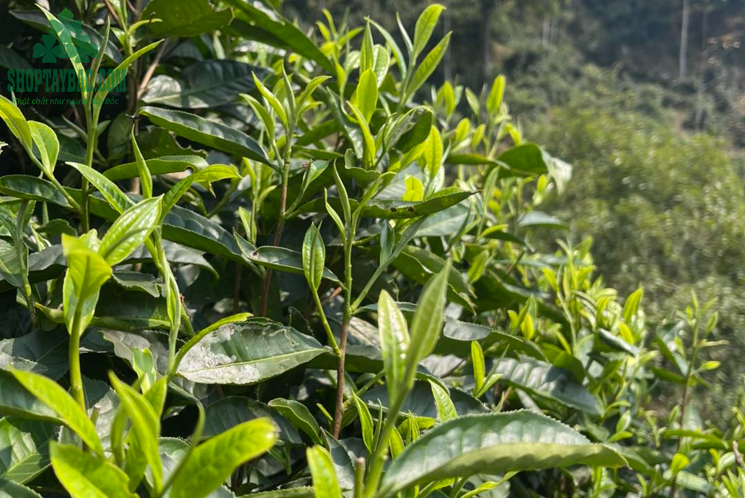 Được thu hái từ những cây trà ở vùng núi cao