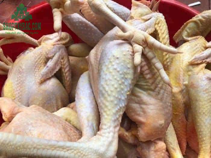 Gà ta thả vườn làm sạch