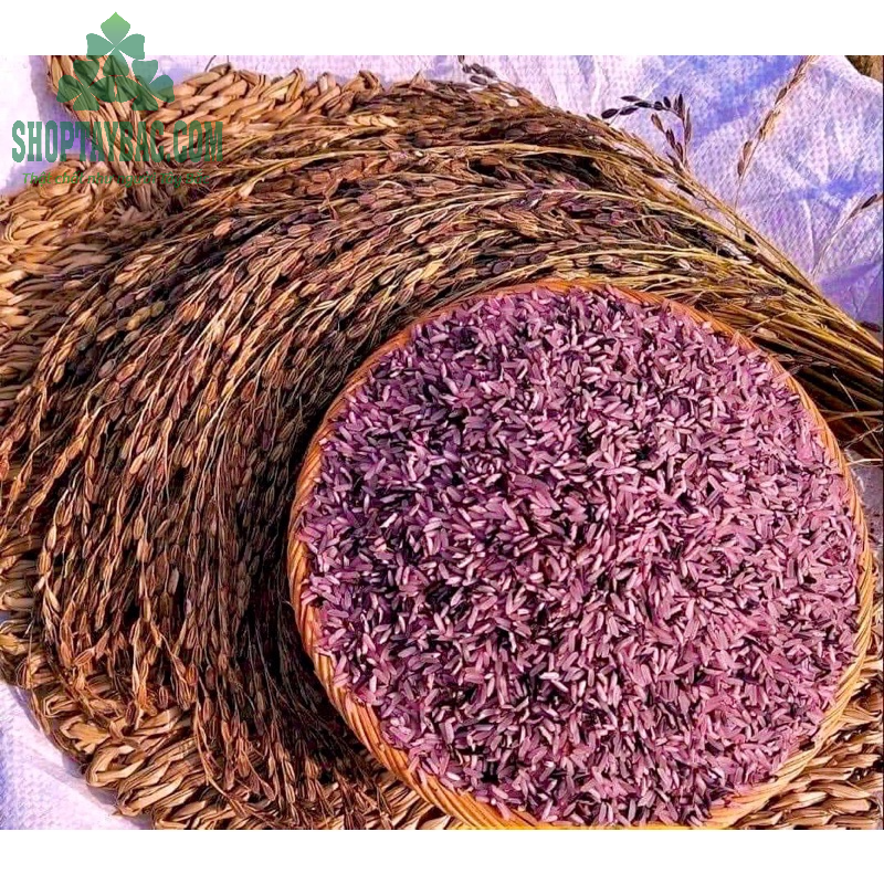 Gạo nương tím đặc sản Yên Bái