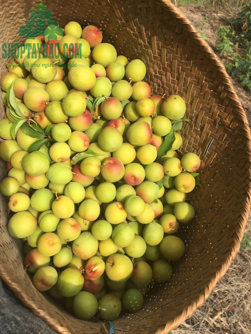 Rượu mơ má đào Mộc Châu (1 lít)