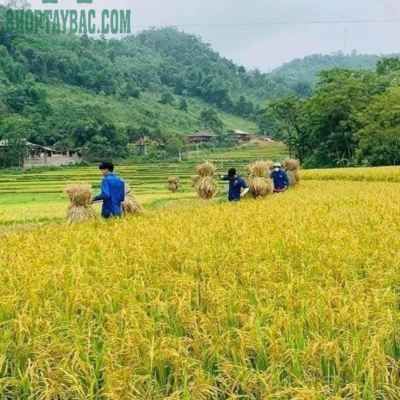 Mùa lúa chín tại Mường Lò, Nghĩa Lộ Yên Bái