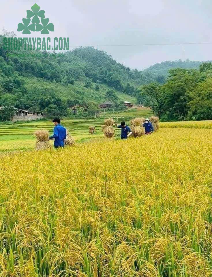 Mùa lúa chín tại Mường Lò, Nghĩa Lộ Yên Bái