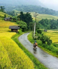 Mùa lúa chín tại Phong Thổ, Lai Châu
