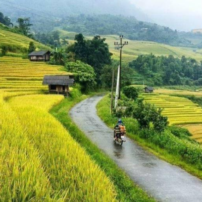 Mùa lúa chín tại Phong Thổ, Lai Châu
