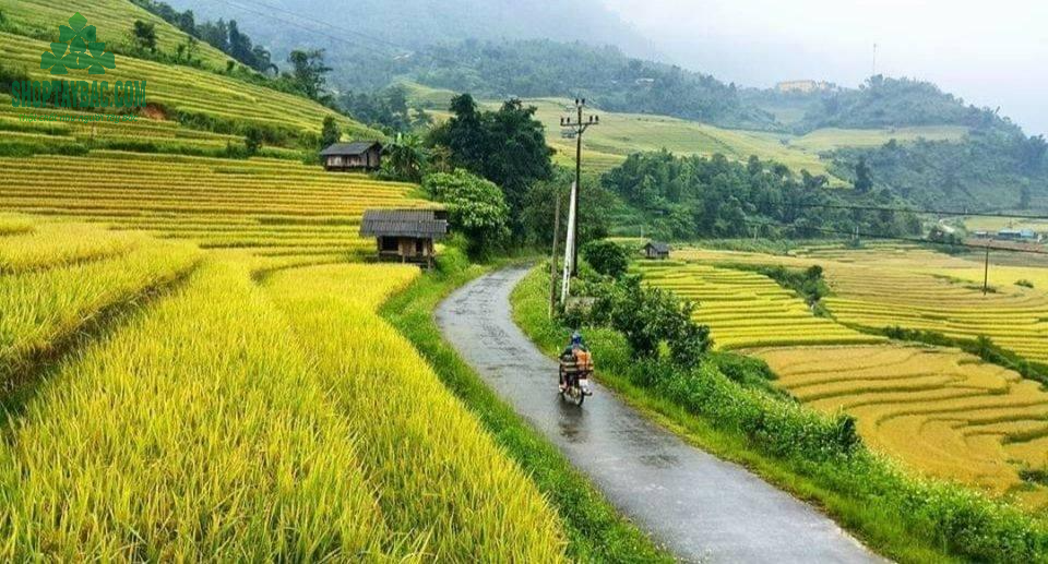 Mùa lúa chín tại Phong Thổ, Lai Châu