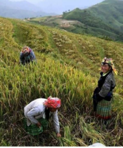 NGười Mông thu hoạch khi lúa vào mùa