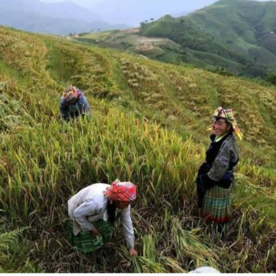 NGười Mông thu hoạch khi lúa vào mùa