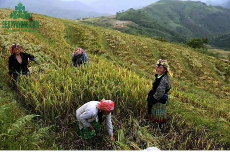 Gạo Tẻ Nương Mèo Trạm Tấu (5kg)