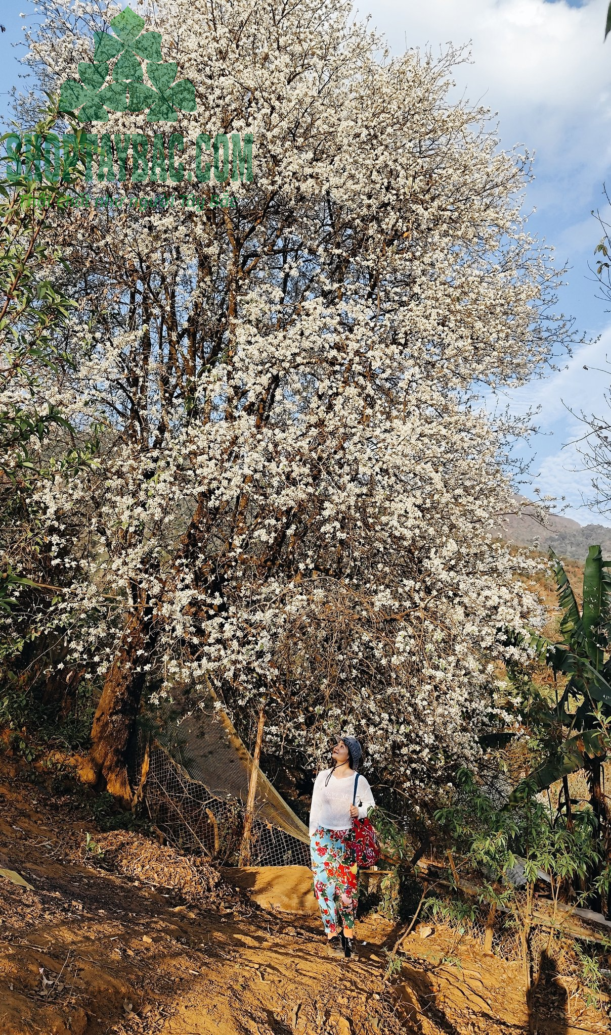 Nậm nghiệp mùa hoa xuân