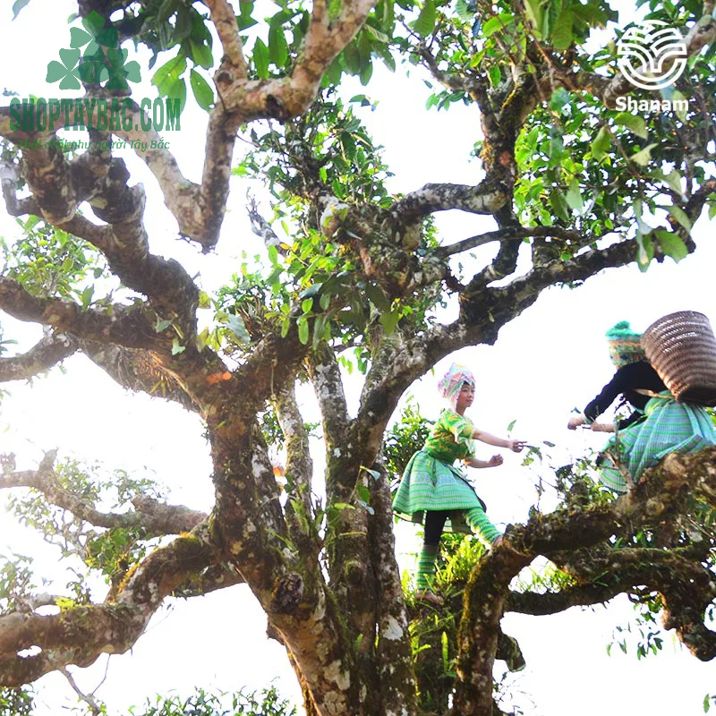 Những cây trà cổ thụ hàng trăm tuổi tại Hà Giang
