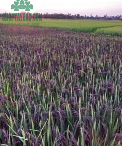 Nương gạo tím tại Sơn La