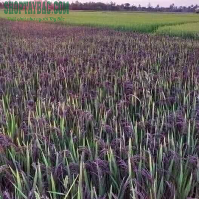 Nương gạo tím tại Sơn La
