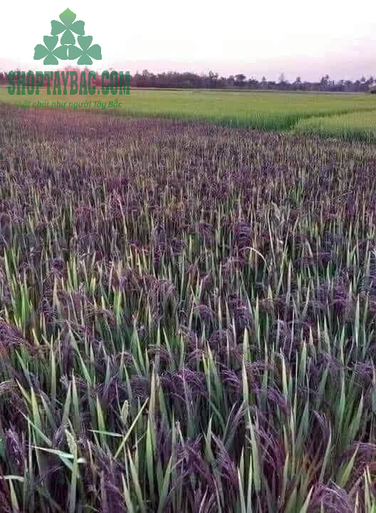 Nương gạo tím tại Sơn La