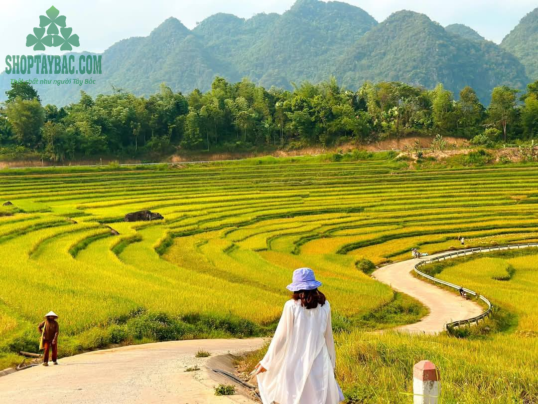 Pù Luông mùa lúa chín