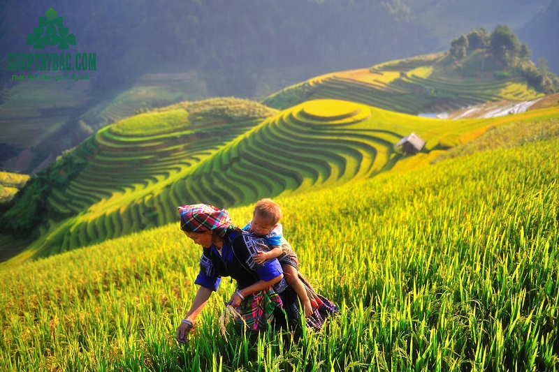 Ruộng bậc thang Trạm Tấu, Yên Bái