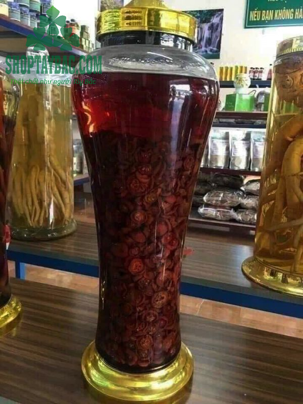 Rượu táo mèo Yên Bái