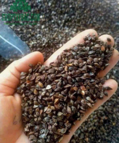 Tam giác mạch cao ngyên đá Đồng Văn Hà Giang