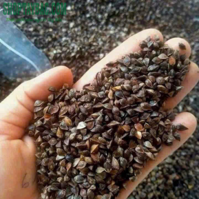 Tam giác mạch cao ngyên đá Đồng Văn Hà Giang