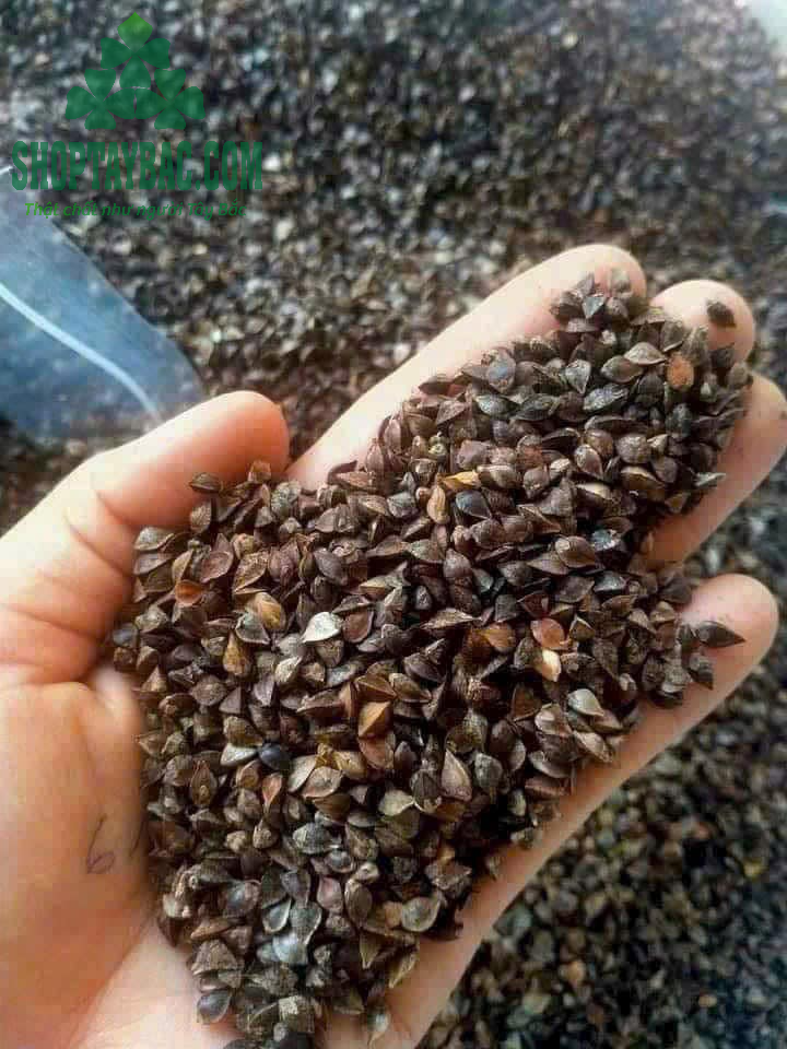 Tam giác mạch cao ngyên đá Đồng Văn Hà Giang