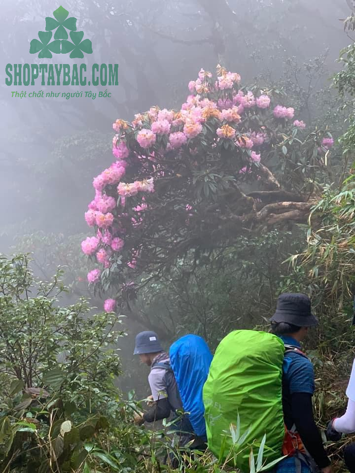 Tham gia trải nghiệm Treking tại Nậm Nghiệp