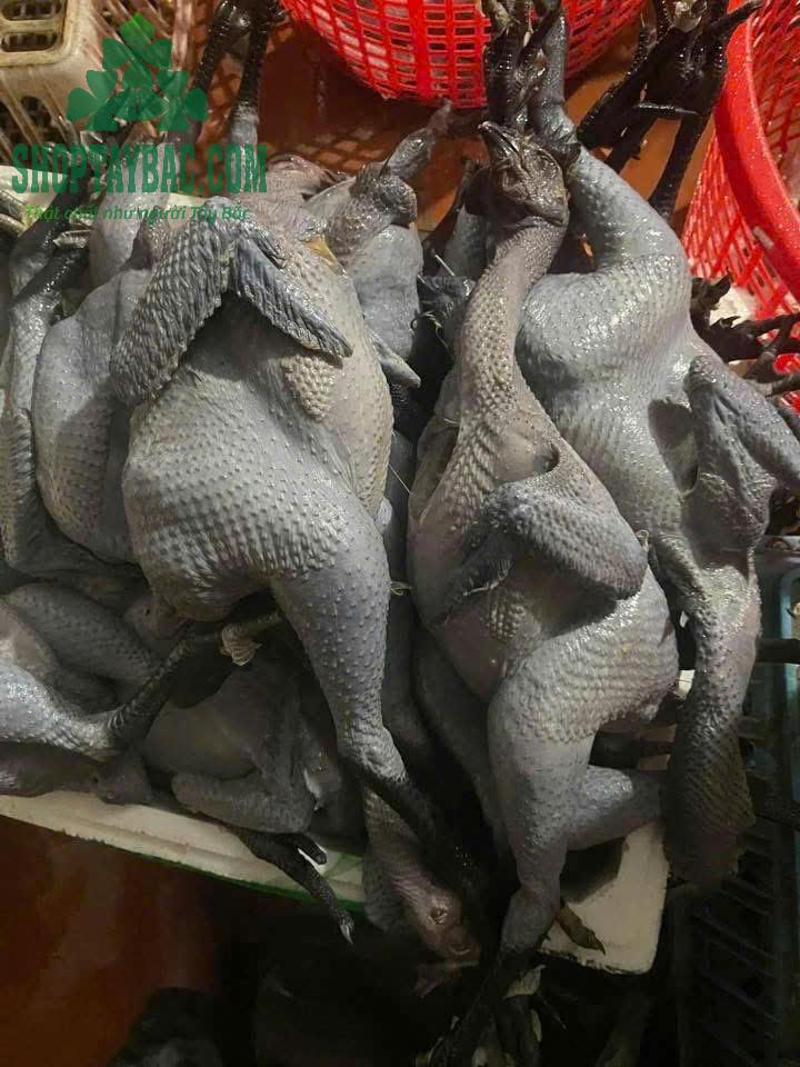 Thịt gà đen Hơ mông Tây Bắc
