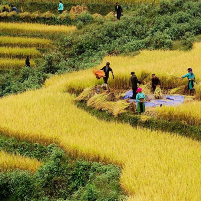 Thu hoạch lúa tại cánh đồng Mường Lò, Yên Bái