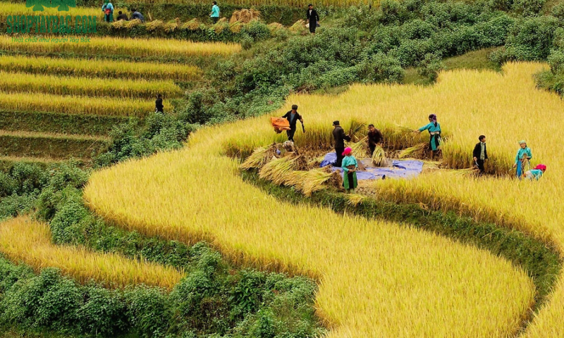 Gạo séng cù hạt tròn Mường Lò (10kg)