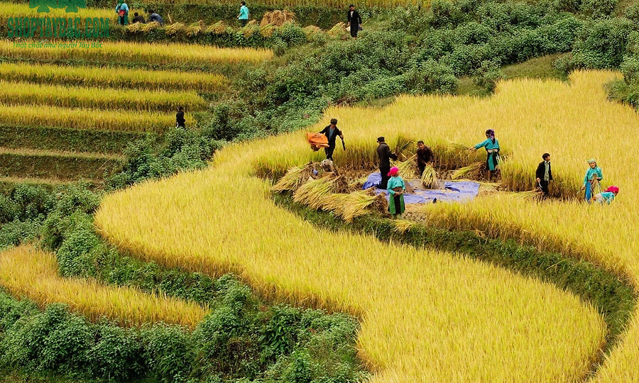 Thu hoạch lúa tại cánh đồng Mường Lò, Yên Bái