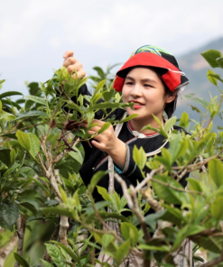 Trà Shan tuyết cây cổ thụ tại Tà Xùa